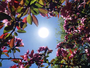 Low angle view of flowering plant against sky