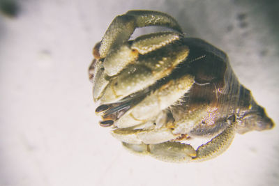 Close-up of crab in sea