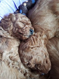 Close-up of dog sleeping