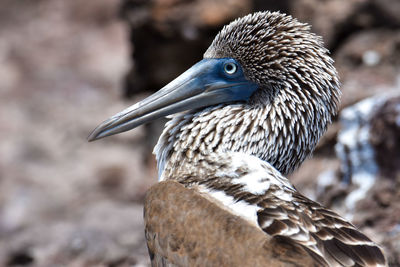 Close-up of a bird