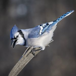 Close-up of bird perching on wood