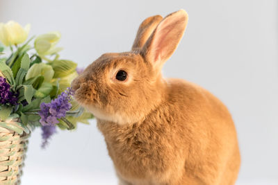 Close-up of a rabbit