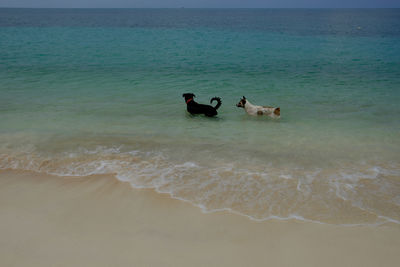 People swimming in sea against sky