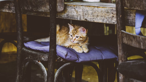 View of a cat looking away