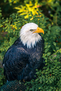 Close-up of eagle