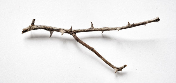 Close-up of a lizard on wall