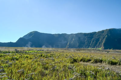 Scenic view of field against clear blue sky