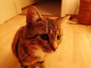 Close-up of a cat looking away