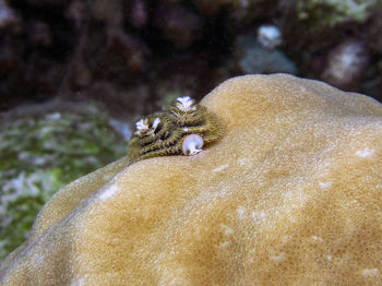 A christmas tree worm in the indian ocean