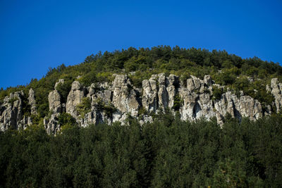 Low angle view of trees against clear blue sky