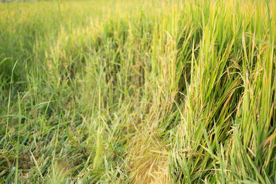 Full frame shot of corn field
