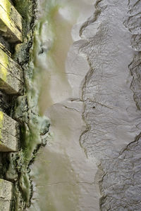 Full frame shot of tree trunk