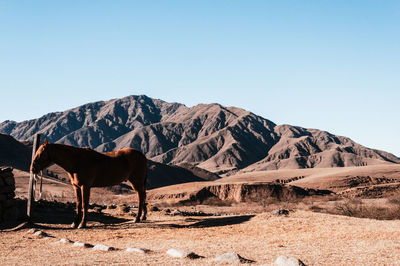 View of a horse on mountain range against clear sky