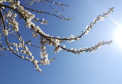 Low angle view of cherry blossom against blue sky