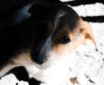 Close-up of dog looking away