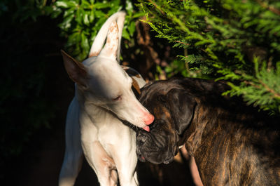Close-up of dog licking boxer