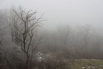 Bare trees on landscape against sky