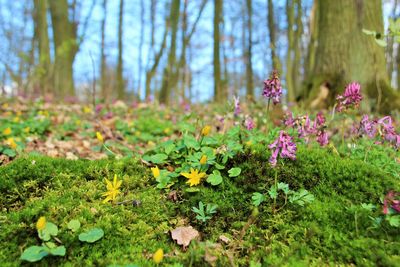 View of purple flowering plants in forest