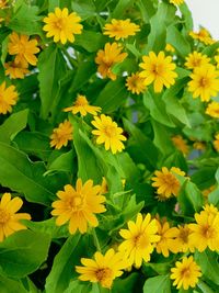 Close-up of yellow flowers blooming outdoors