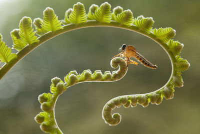 Robber fly on ferns