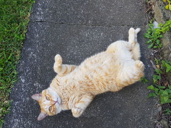 High angle view of a dog resting