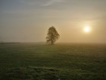 Tree on field against sky during sunset