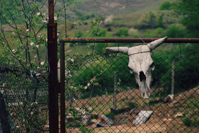 Skull of animal on fence