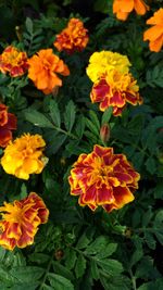 Close-up of orange marigold flowers blooming outdoors