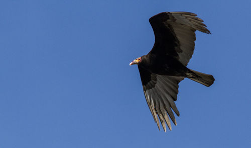 Low angle view of a bird flying