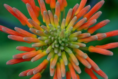 Close-up of orange flower blooming outdoors