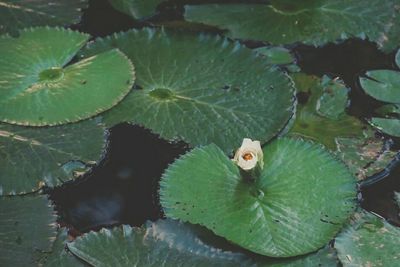 Close-up of plant