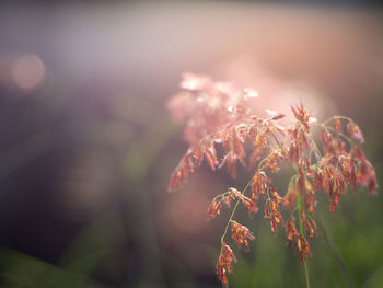 Close-up of wilted plant