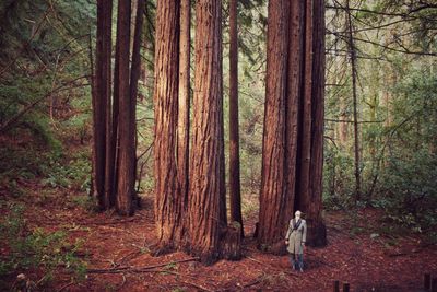 Man standing by trees in forest