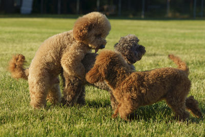 Close-up of dogs on grassy field