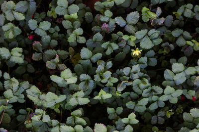 Full frame shot of flowering plants