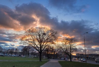 Trees against dramatic sky