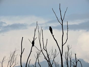 Low angle view of bare tree against sky