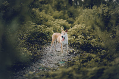 Horse standing in a field