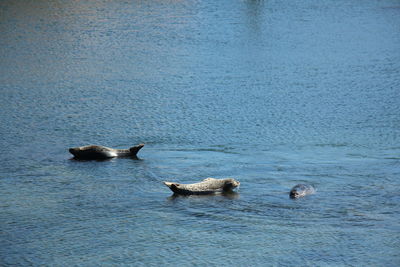 Ducks swimming in sea