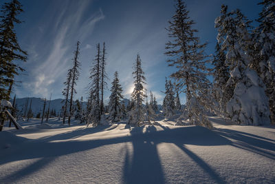 Plants on snow covered land against sky