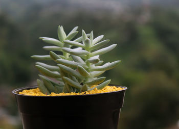 Close-up of potted succulent plant