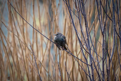 Close-up of bird perching on plant