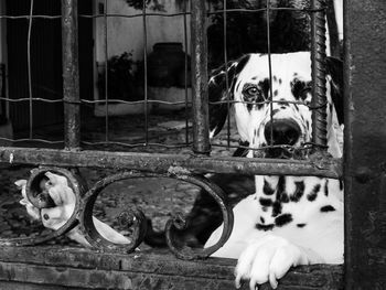 Close-up of goat in cage