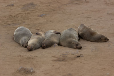 Seals sleeping at beach