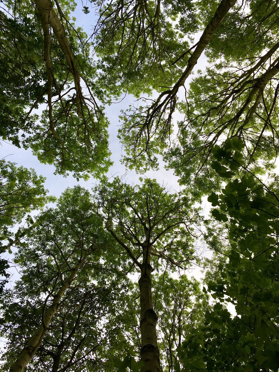 LOW ANGLE VIEW OF TREES AGAINST SKY