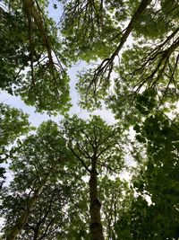 Low angle view of trees in forest