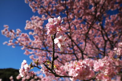 Low angle view of cherry blossom tree