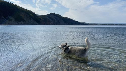 Dog in a sea against mountain