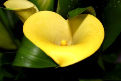 Close-up of yellow flowering plant