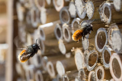 Close-up of bee flying